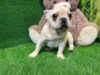French Bulldog Puppy for sale